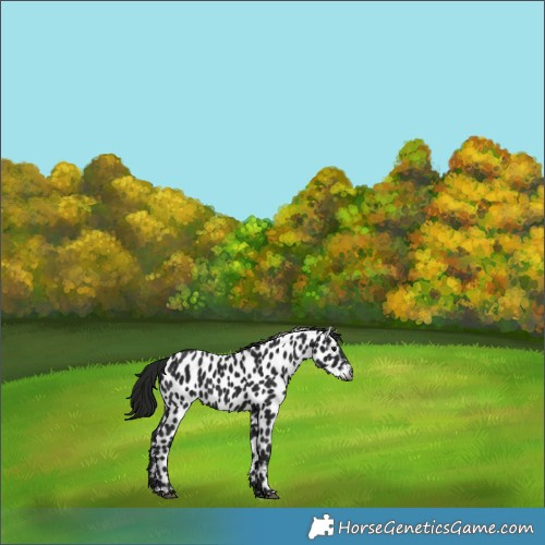 Horse Color:Gray Black Appaloosa 