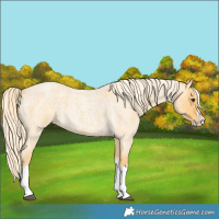 Horse Color:Palomino Roan Splash 