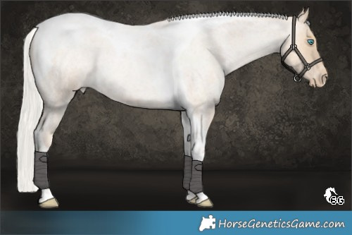 Horse Color:Silver Buckskin Roan Snowdrop Tobiano Appaloosa Rabicano 
