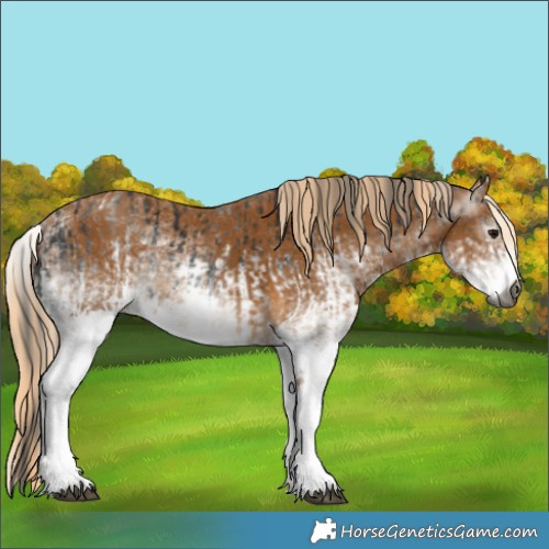 Horse Color:Gray White Spotted Smoky Black  and Gray White Spotted Palomino 