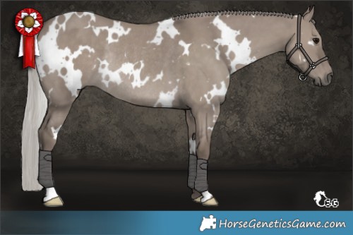 Horse Color:White Spotted Silver Grullo Rabicano 