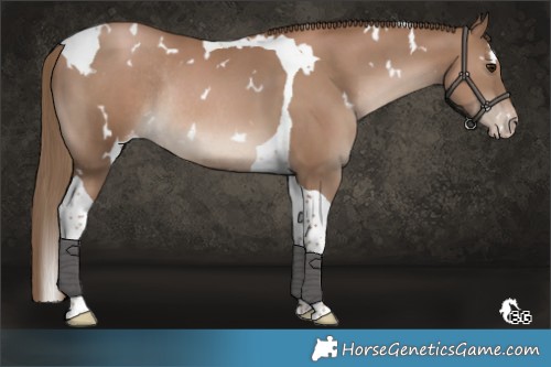 Horse Color:White Spotted Black Pearl Tobiano Appaloosa Rabicano 