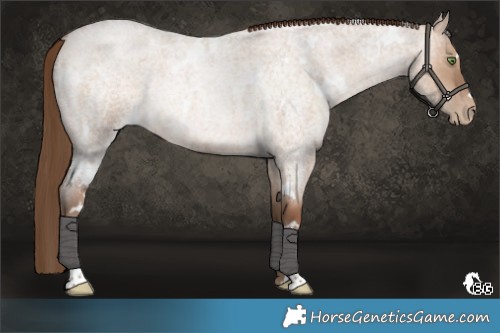 Horse Color:White Spotted Brown Roan Pearl Dun Rabicano 