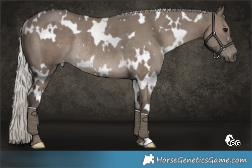 Horse Color:White Spotted Silver Grullo Rabicano 