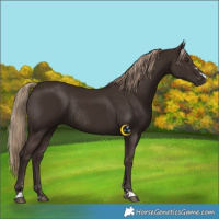Horse Color:Liver Chestnut Rabicano