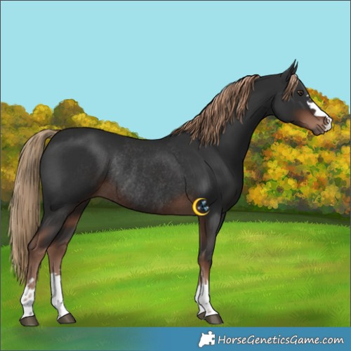Horse Color:Liver Chestnut Rabicano