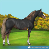 Horse Color:Liver Chestnut Rabicano 
