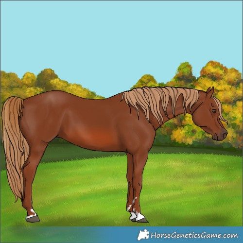 Horse Color:Chestnut 