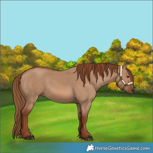 Horse Color:Red Dun Rabicano 