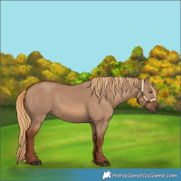 Horse Color:Red Dun Rabicano