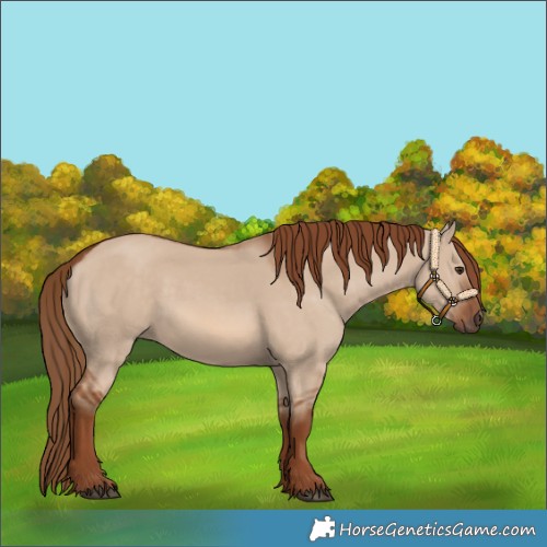 Horse Color:Red Dun Rabicano 