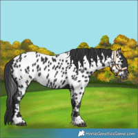 Horse Color:Black Near Leopard 