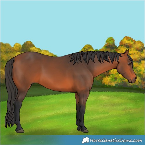 Horse Color:Brown 