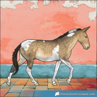 Horse Color:Buckskin Dun Tobiano Rabicano 