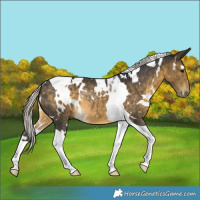 Horse Color:White Spotted Silver Buckskin Tobiano Rabicano