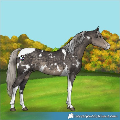 Horse Color:White Spotted Silver Smoky Black Tobiano 