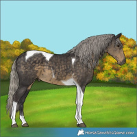 Horse Color:Silver Smoky Black Tobiano 