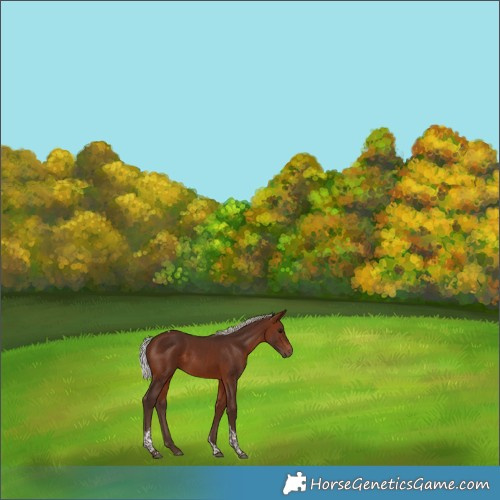 Horse Color:Silver Brown Tobiano 