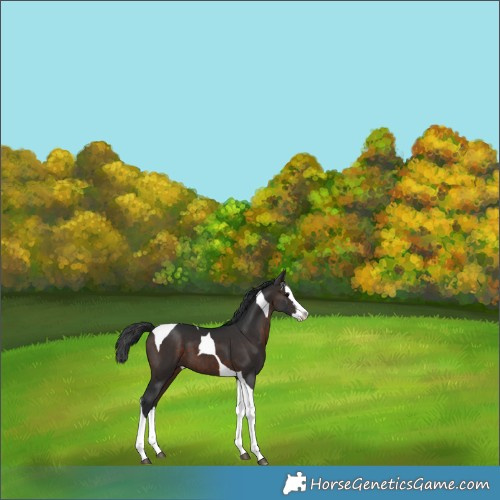 Horse Color:Brown Splash Tobiano 
