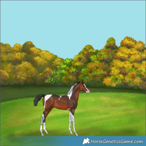Horse Color:Bay Splash Tobiano 