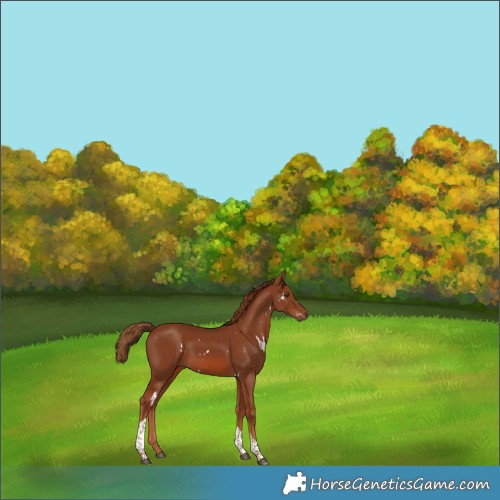 Horse Color:White Spotted Chestnut Tobiano 