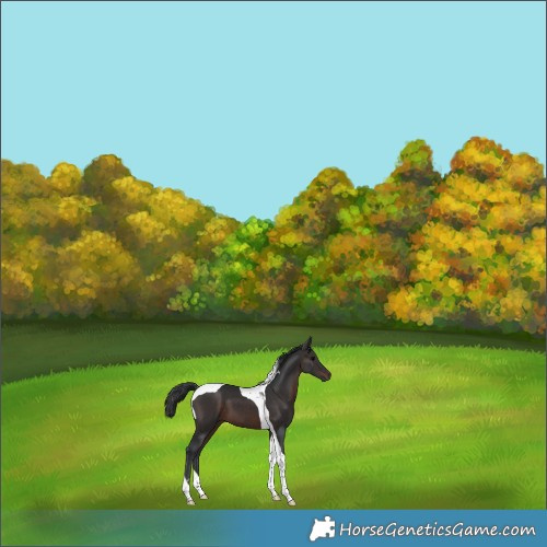 Horse Color:Brown Tobiano 
