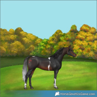 Horse Color:Brown Tobiano 