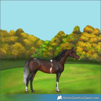 Horse Color:Brown Tobiano 