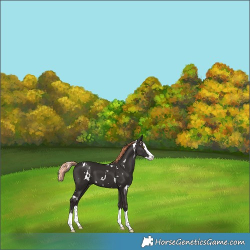 Horse Color:White Spotted Liver Chestnut Splash 