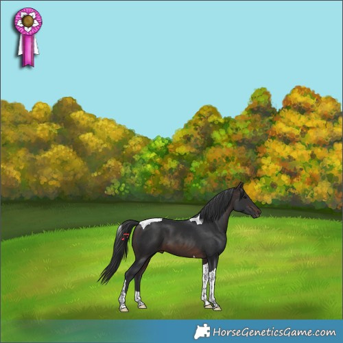 Horse Color:Brown Tobiano 