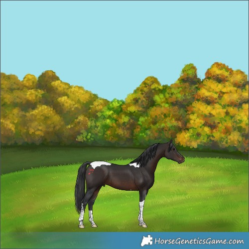Horse Color:Brown Tobiano 