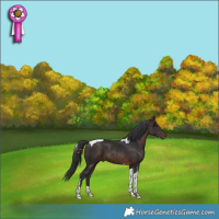 Horse Color:Brown Tobiano