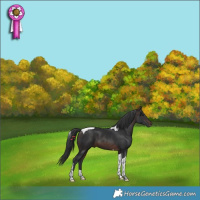 Horse Color:Brown Tobiano