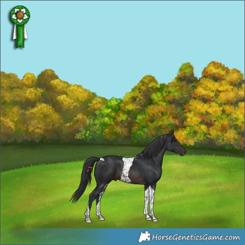 Horse Color:Brown Tobiano 