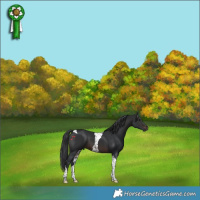 Horse Color:Brown Tobiano 