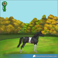 Horse Color:Brown Tobiano 