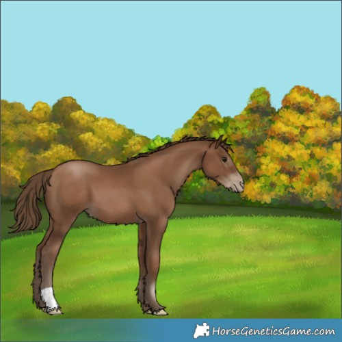 Horse Color:Gray Black Pearl 