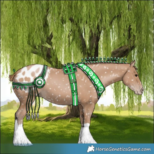 Horse Color:Black Pearl Appaloosa