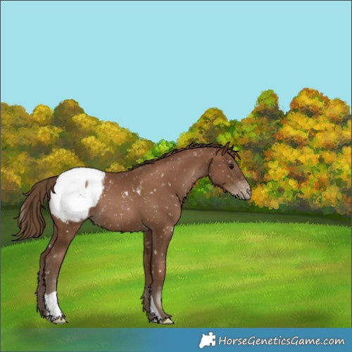 Horse Color:Gray Black Pearl Appaloosa 