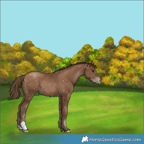 Horse Color:Gray Black Pearl Appaloosa 