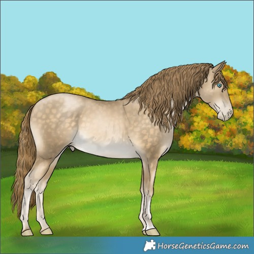 Horse Color:Buckskin Pearl 