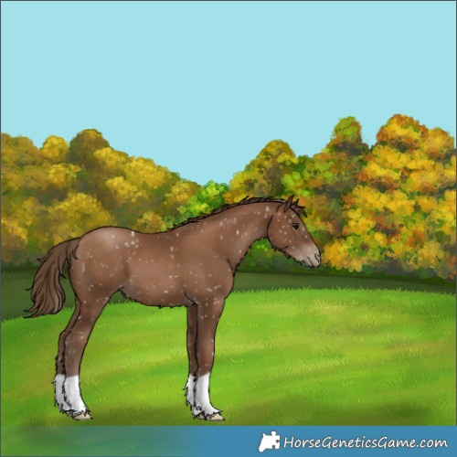 Horse Color:Gray Black Pearl Appaloosa 