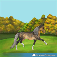 Horse Color:Silver Buckskin Rabicano 