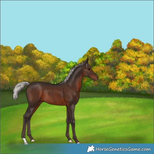 Horse Color:Silver Brown Rabicano 