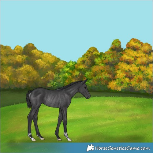 Horse Color:Black Rabicano 