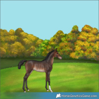 Horse Color:Bay Rabicano 