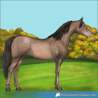 Horse Color:Bay Pearl 