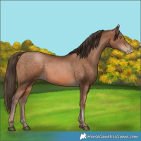 Horse Color:Bay Pearl 