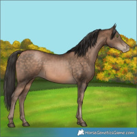 Horse Color:Bay Pearl 