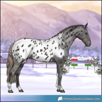 Horse Color:Liver Chestnut Tobiano Appaloosa
